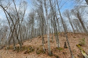 Whole - Off Johnson Ln, , Wnchester,  WI 54557