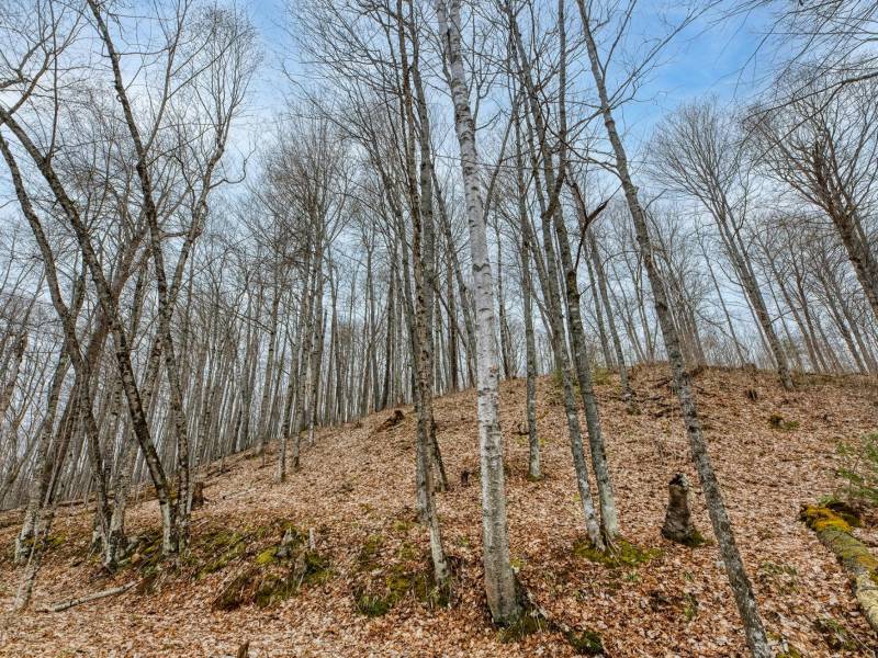 Whole - Off Johnson Ln, , Wnchester,  WI 54557