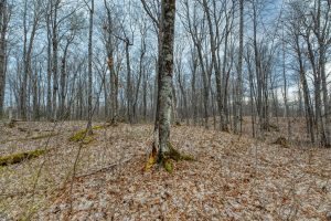 Whole - Off Johnson Ln, , Wnchester,  WI 54557
