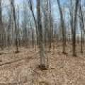 Whole - Off Johnson Ln, , Wnchester,  WI 54557