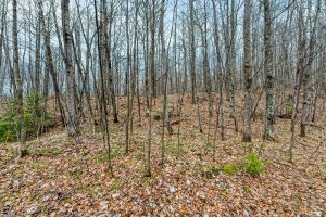 Whole - Off Johnson Ln, , Wnchester,  WI 54557