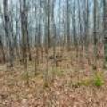 Whole - Off Johnson Ln, , Wnchester,  WI 54557