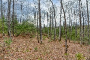 Whole - Off Johnson Ln, , Wnchester,  WI 54557