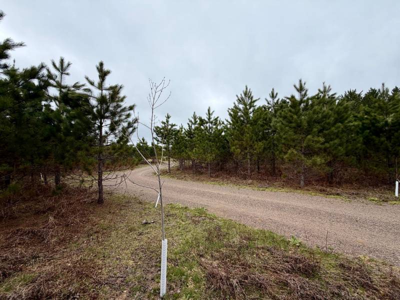 2325 Lund Rd, Nokomis, Tomahawk,  WI 54529 United States