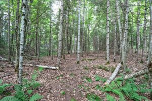 7661 Lone Pine Dr,, Presque Isle, Presque Isle,  WI 54560 United States