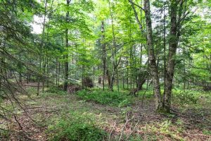 7661 Lone Pine Dr,, Presque Isle, Presque Isle,  WI 54560 United States