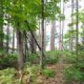 7661 Lone Pine Dr,, Presque Isle, Presque Isle,  WI 54560 United States