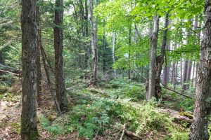 7661 Lone Pine Dr,, Presque Isle, Presque Isle,  WI 54560 United States