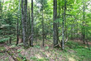 7661 Lone Pine Dr,, Presque Isle, Presque Isle,  WI 54560 United States