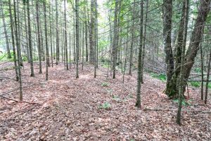 7661 Lone Pine Dr,, Presque Isle, Presque Isle,  WI 54560 United States