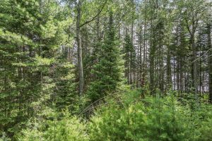 2235 Balsam Ln, , Cloverland,  WI 54521 USA