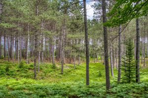 5408 Trappers Trl, , Newbold,  WI 54501 USA