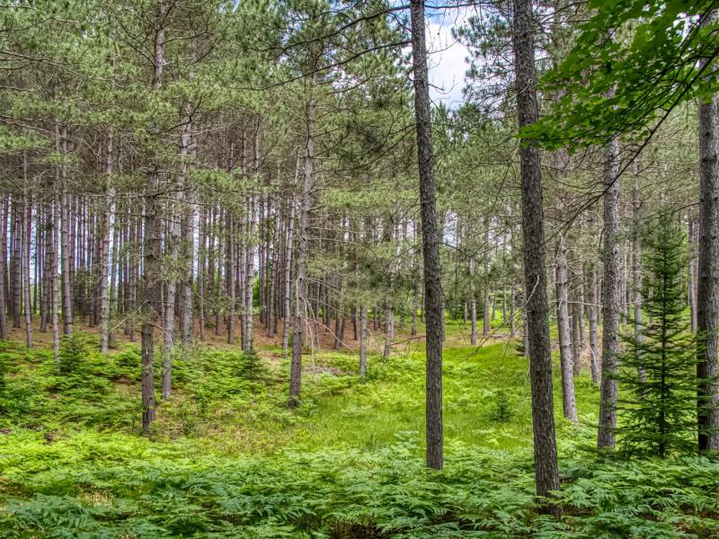 5408 Trappers Trl, , Newbold,  WI 54501 USA