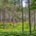 5408 Trappers Trl, , Newbold,  WI 54501 USA
