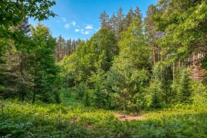5408 Trappers Trl, , Newbold,  WI 54501 USA