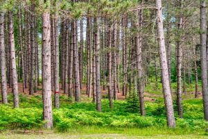 5408 Trappers Trl, , Newbold,  WI 54501 USA
