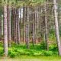 5408 Trappers Trl, , Newbold,  WI 54501 USA