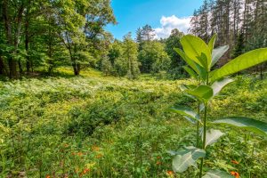 5408 Trappers Trl, , Newbold,  WI 54501 USA