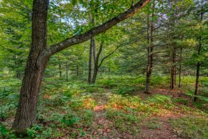 5408 Trappers Trl, , Newbold,  WI 54501 USA