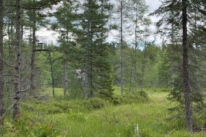 5566 Mcnaughton Ln, , Lake Tomahawk,  WI 54539