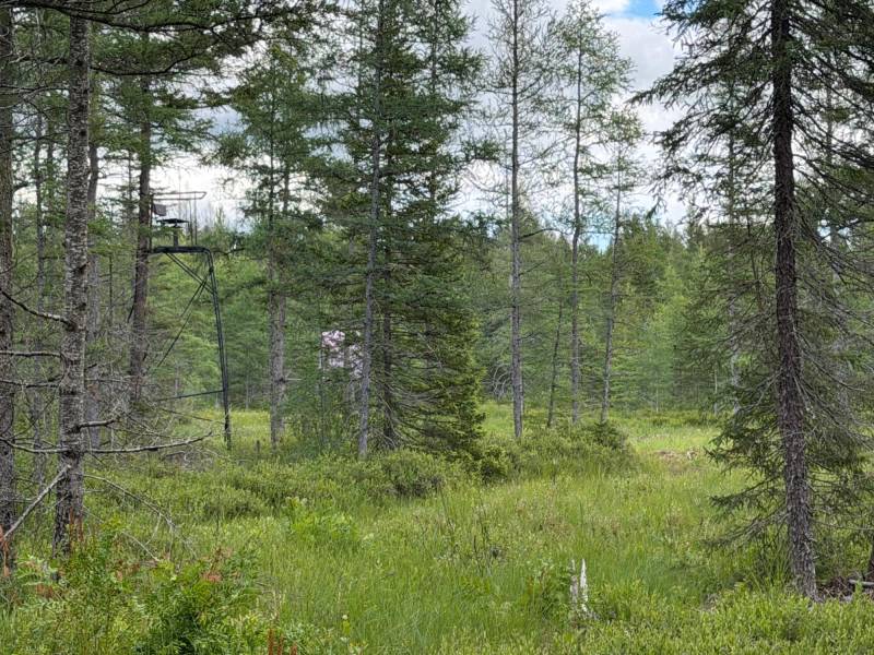 5566 Mcnaughton Ln, , Lake Tomahawk,  WI 54539