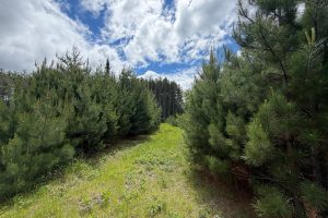 5566 Mcnaughton Ln, , Lake Tomahawk,  WI 54539