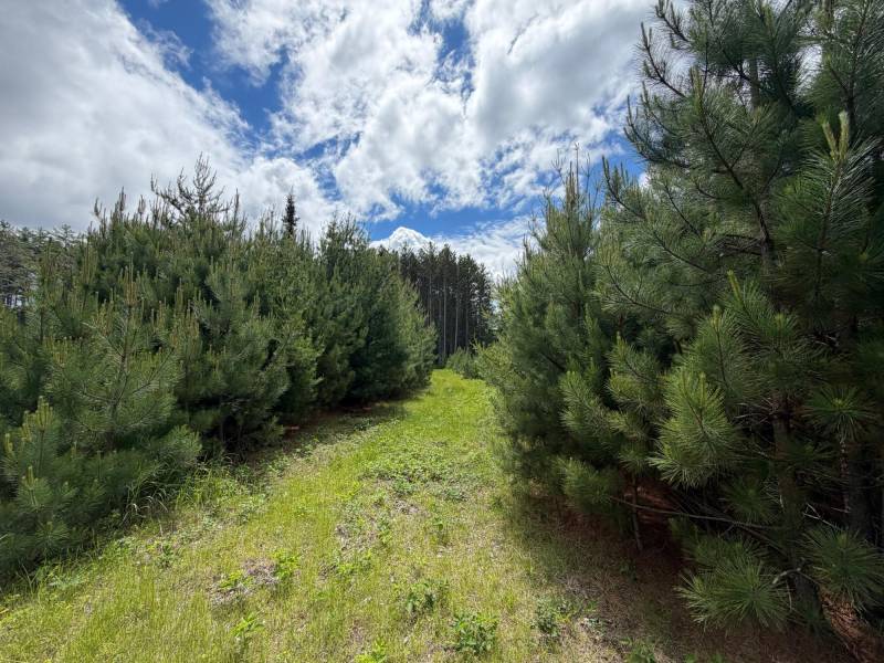 5566 Mcnaughton Ln, , Lake Tomahawk,  WI 54539