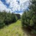5566 Mcnaughton Ln, , Lake Tomahawk,  WI 54539