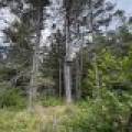 5566 Mcnaughton Ln, , Lake Tomahawk,  WI 54539