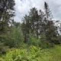5566 Mcnaughton Ln, , Lake Tomahawk,  WI 54539