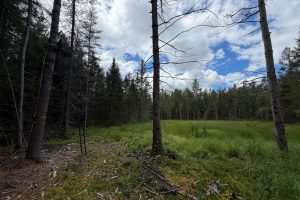 5566 Mcnaughton Ln, , Lake Tomahawk,  WI 54539