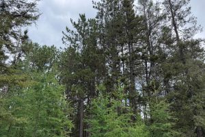 5566 Mcnaughton Ln, , Lake Tomahawk,  WI 54539