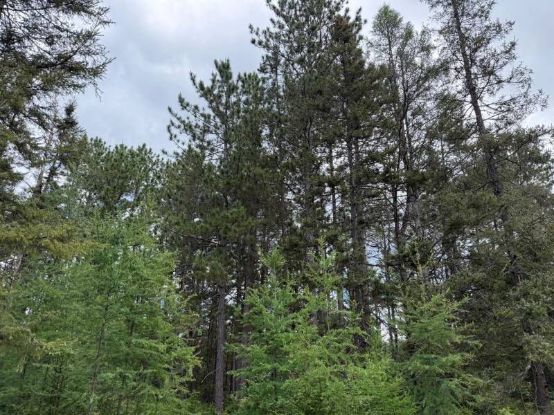 5566 Mcnaughton Ln, , Lake Tomahawk,  WI 54539
