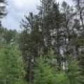 5566 Mcnaughton Ln, , Lake Tomahawk,  WI 54539