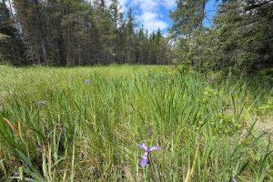 5566 Mcnaughton Ln, , Lake Tomahawk,  WI 54539