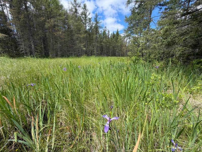5566 Mcnaughton Ln, , Lake Tomahawk,  WI 54539