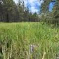 5566 Mcnaughton Ln, , Lake Tomahawk,  WI 54539