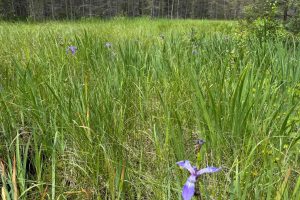 5566 Mcnaughton Ln, , Lake Tomahawk,  WI 54539