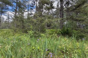 5566 Mcnaughton Ln, , Lake Tomahawk,  WI 54539