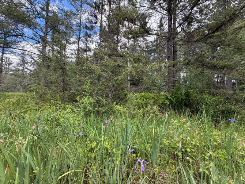 5566 Mcnaughton Ln, , Lake Tomahawk,  WI 54539