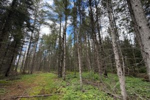 5566 Mcnaughton Ln, , Lake Tomahawk,  WI 54539