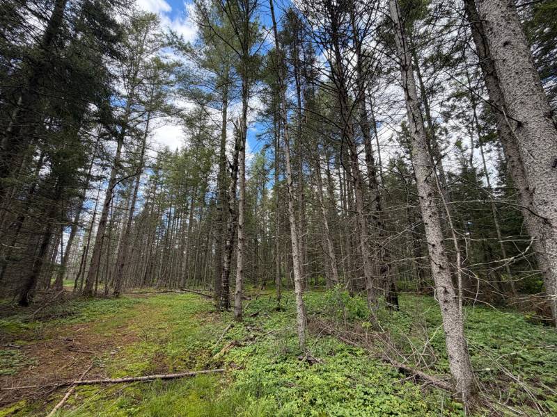 5566 Mcnaughton Ln, , Lake Tomahawk,  WI 54539