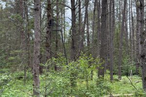 5566 Mcnaughton Ln, , Lake Tomahawk,  WI 54539