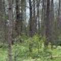 5566 Mcnaughton Ln, , Lake Tomahawk,  WI 54539