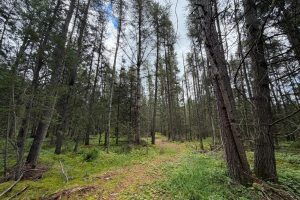 5566 Mcnaughton Ln, , Lake Tomahawk,  WI 54539