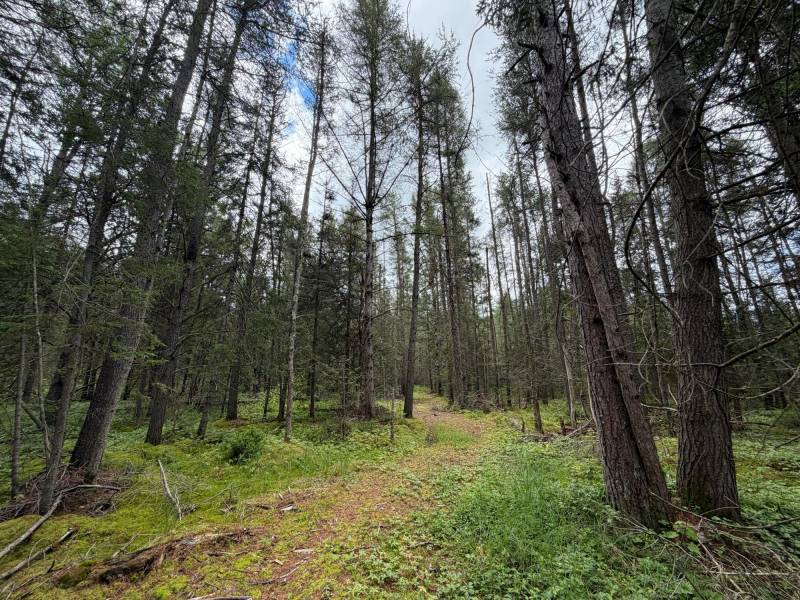 5566 Mcnaughton Ln, , Lake Tomahawk,  WI 54539