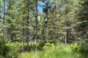5566 Mcnaughton Ln, , Lake Tomahawk,  WI 54539
