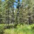 5566 Mcnaughton Ln, , Lake Tomahawk,  WI 54539