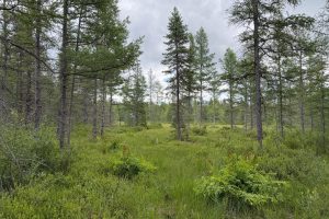 5566 Mcnaughton Ln, , Lake Tomahawk,  WI 54539