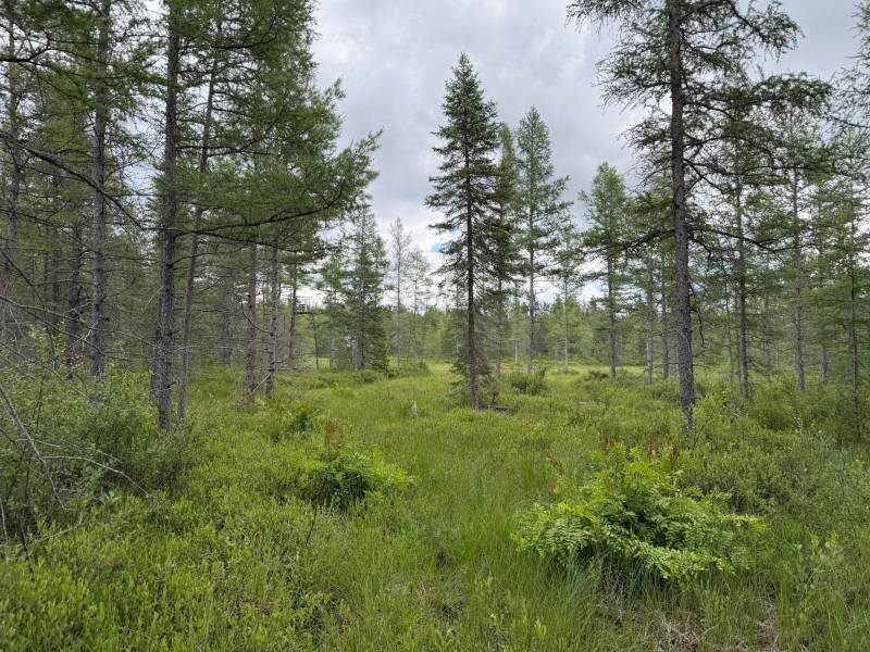 5566 Mcnaughton Ln, , Lake Tomahawk,  WI 54539